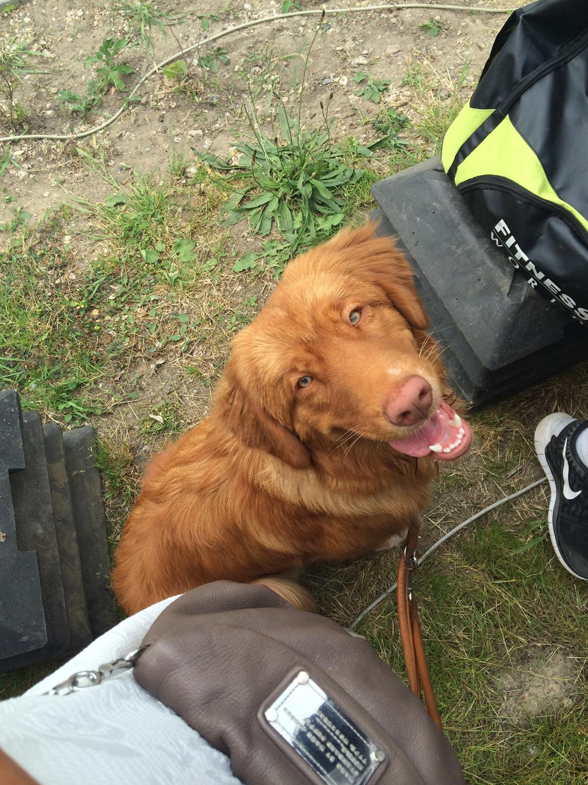 Nova scotia duck tolling retriever Marley - Tilskuer til Triathlon i Kerteminde juni 15.  billede 19