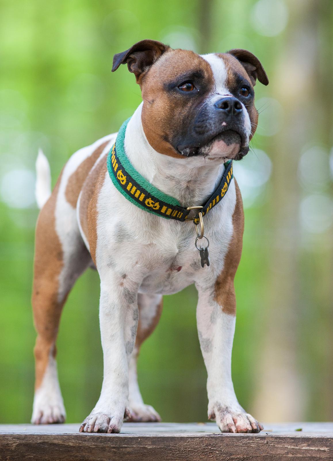 Staffordshire bull terrier Rochamgos Famous Falkner (Hemi) billede 5