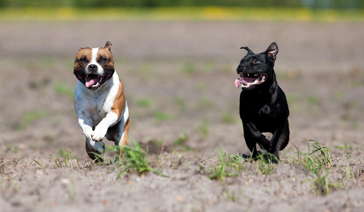 Staffordshire bull terrier Rochamgos Famous Falkner (Hemi) billede 7