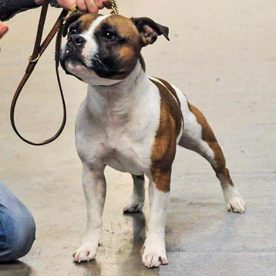 Staffordshire bull terrier Rochamgos Famous Falkner (Hemi) billede 9