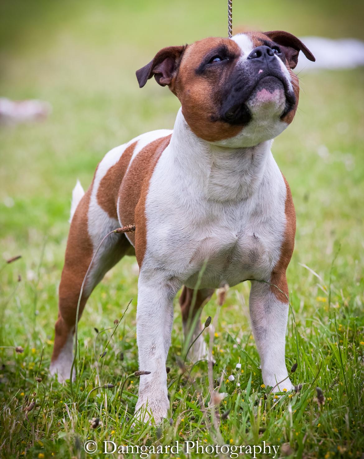 Staffordshire bull terrier Rochamgos Famous Falkner (Hemi) billede 12