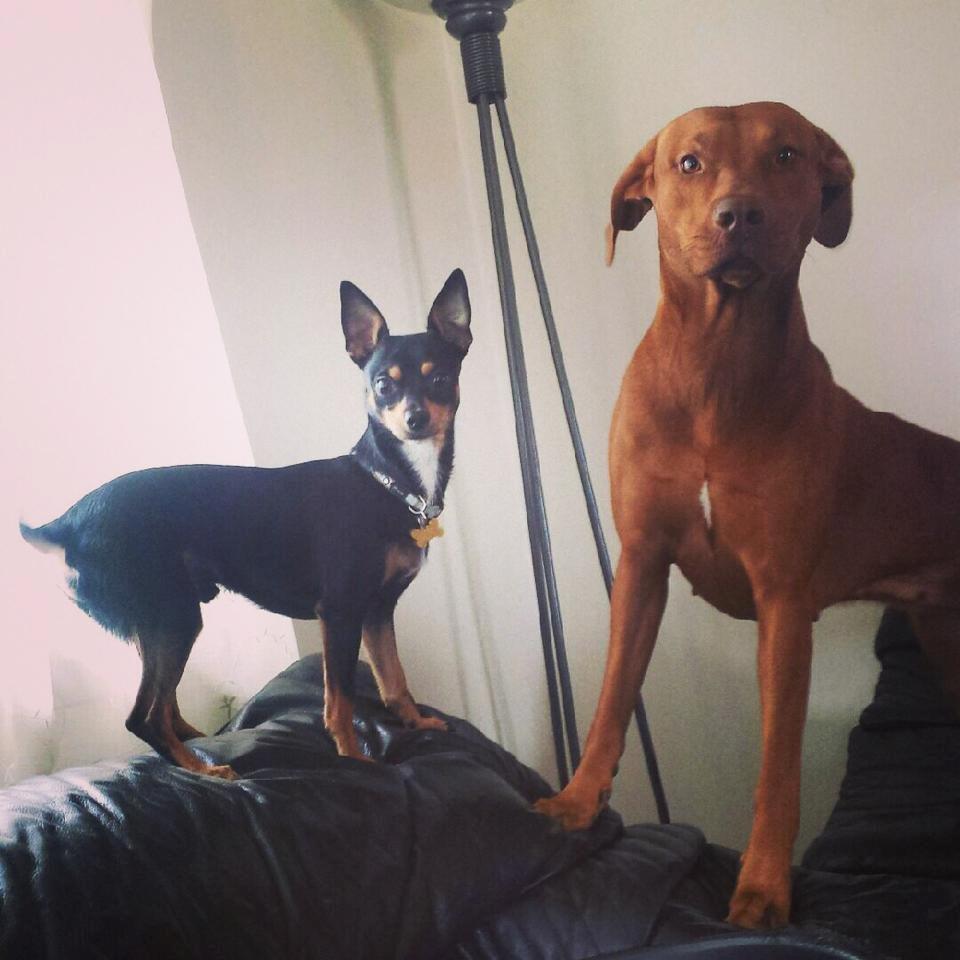 Blanding af racer Balou. - Balou og Lonni <3 Kusine og fætter :-D De er så gode til at lege sammen, selvom det tog sin tid da Lonni ikke så godt kan lide små hunde. billede 26