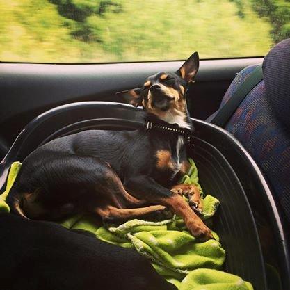 Blanding af racer Balou. - Så blev han træt! Det er også en lang tur til varde :D  billede 27