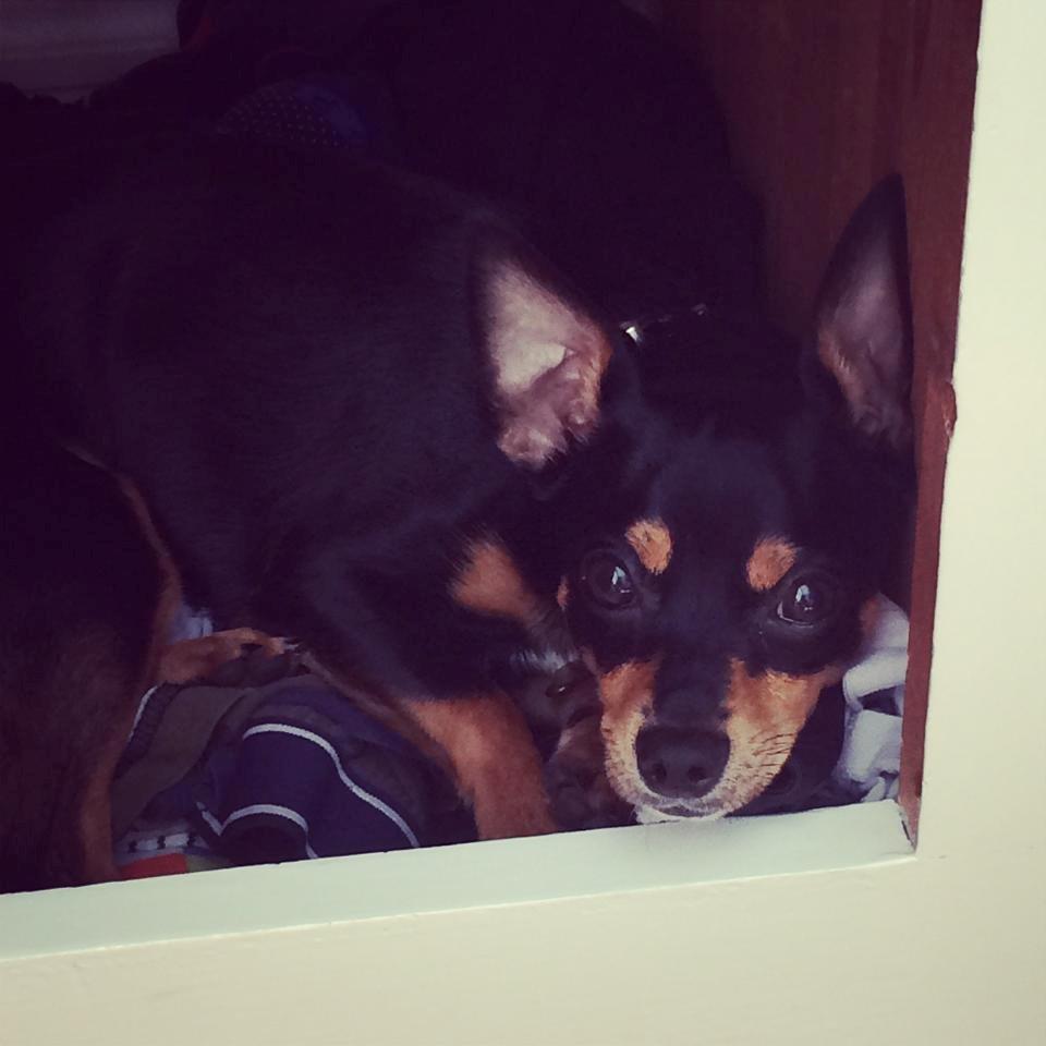 Blanding af racer Balou. billede 12