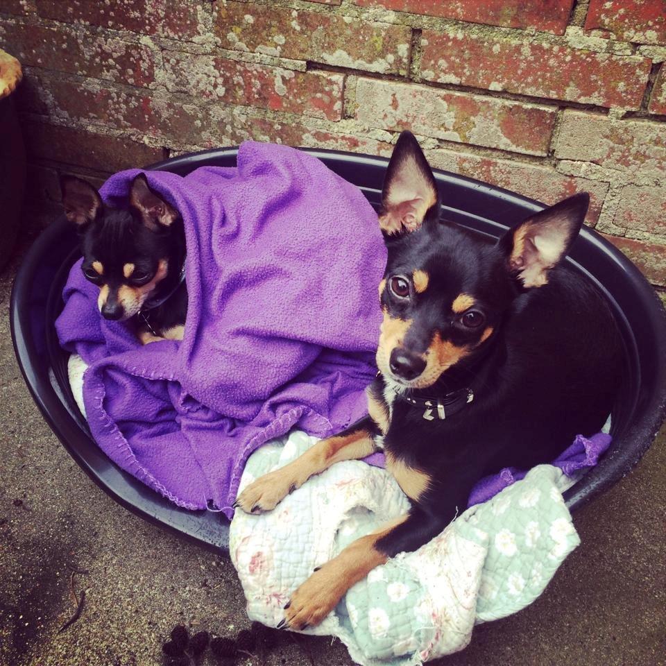 Blanding af racer Balou. billede 13