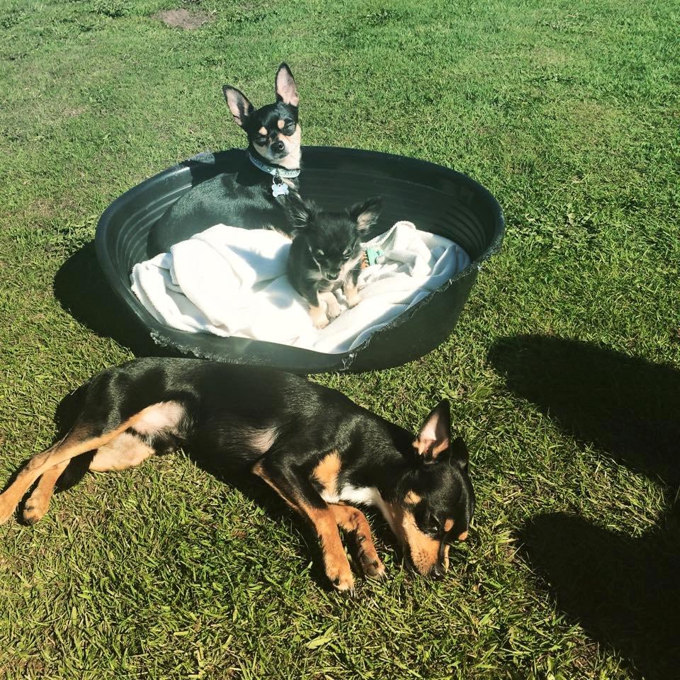 Blanding af racer Balou. - De to drenge hygger i solen sammen med deres moster <3 billede 17