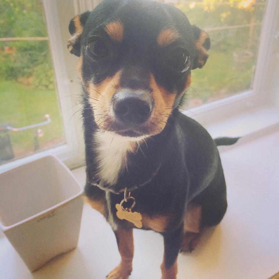 Blanding af racer Balou. - ELSKER det her billede! Synes det er så godt <3 billede 18