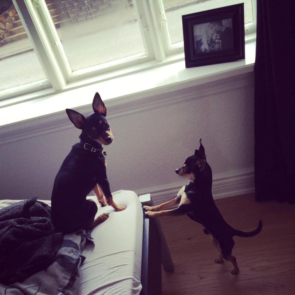 Blanding af racer Balou. billede 21