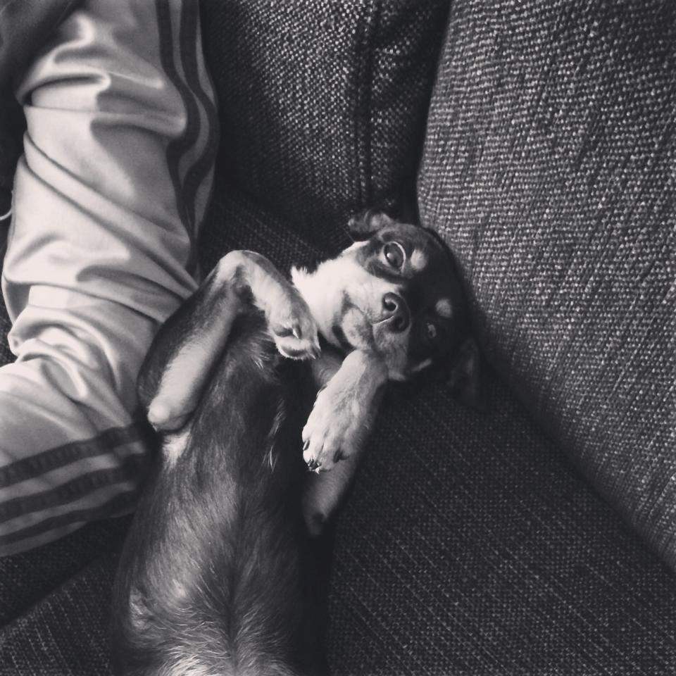 Blanding af racer Balou. - Synes det her billede er så sødt. Han ligger sig altid på ryggen når han vil kæles med, så sødt. billede 24