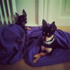 Chihuahua Tino billede 40