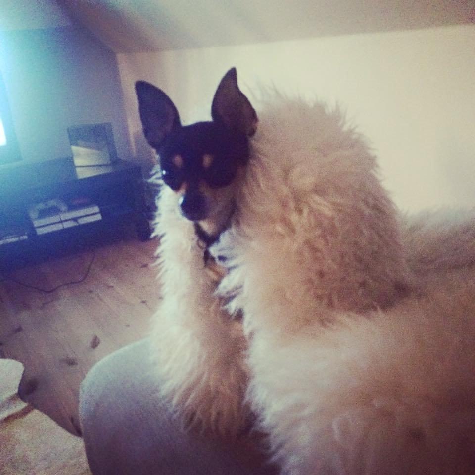 Chihuahua Tino - Han er nemlig en rigtig diva, så pelsen passer perfekt ind her :D billede 42