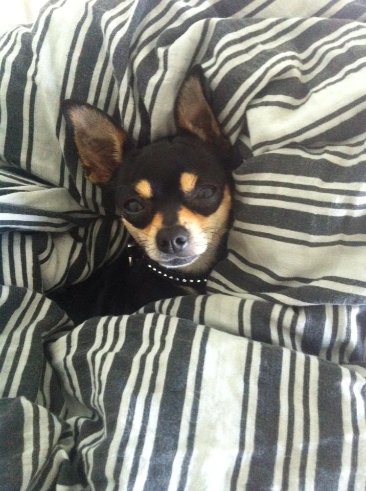 Chihuahua Tino billede 45