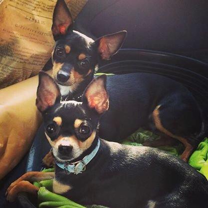 Chihuahua Tino billede 46