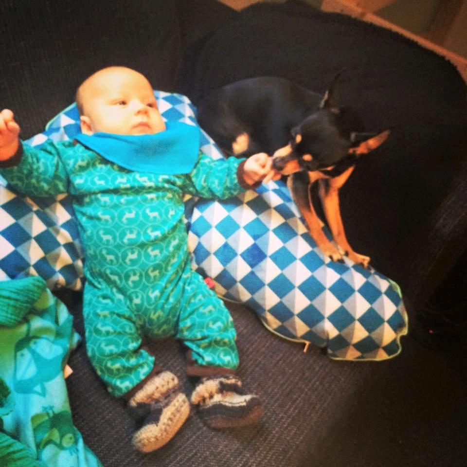 Chihuahua Tino - Tino møder August for første gang. Hvor var det bare sødt. billede 48