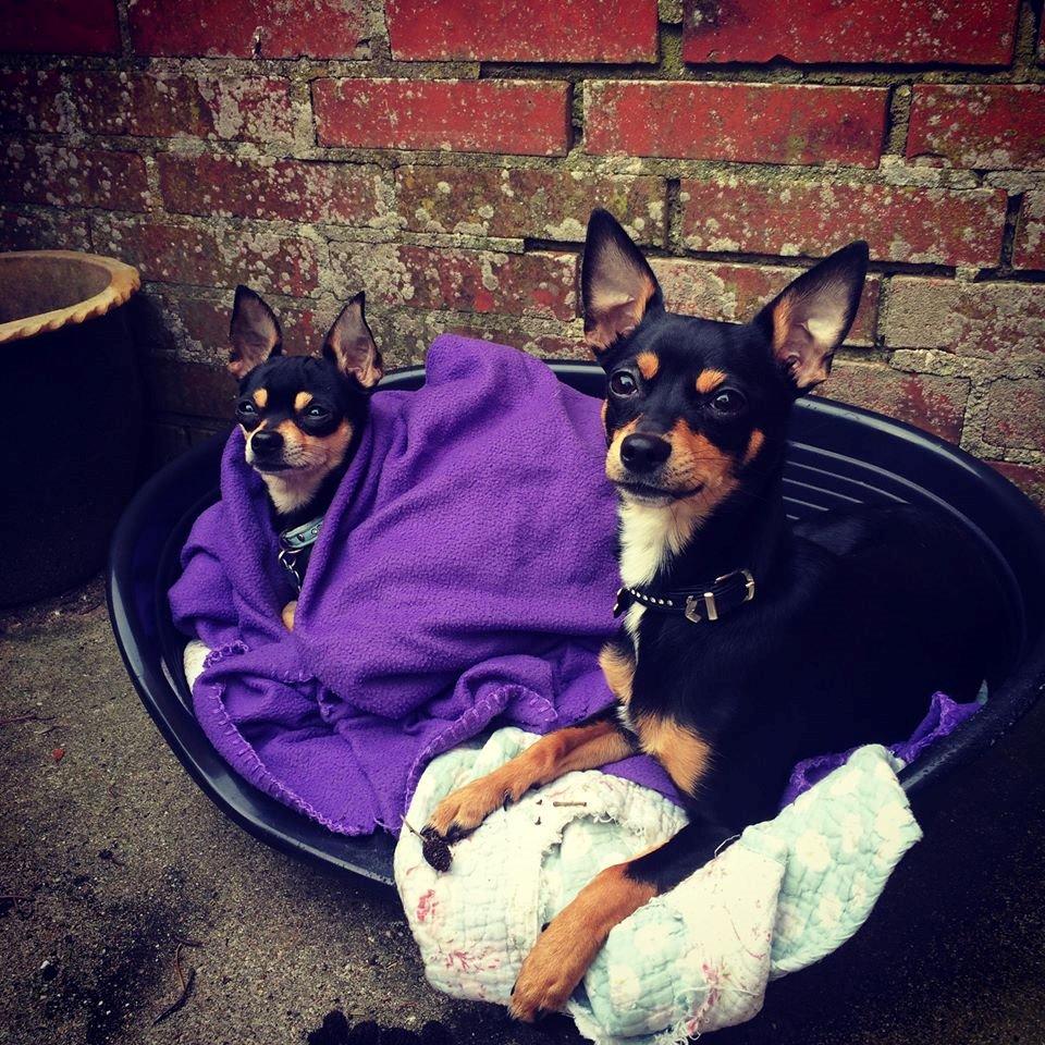 Chihuahua Tino billede 49