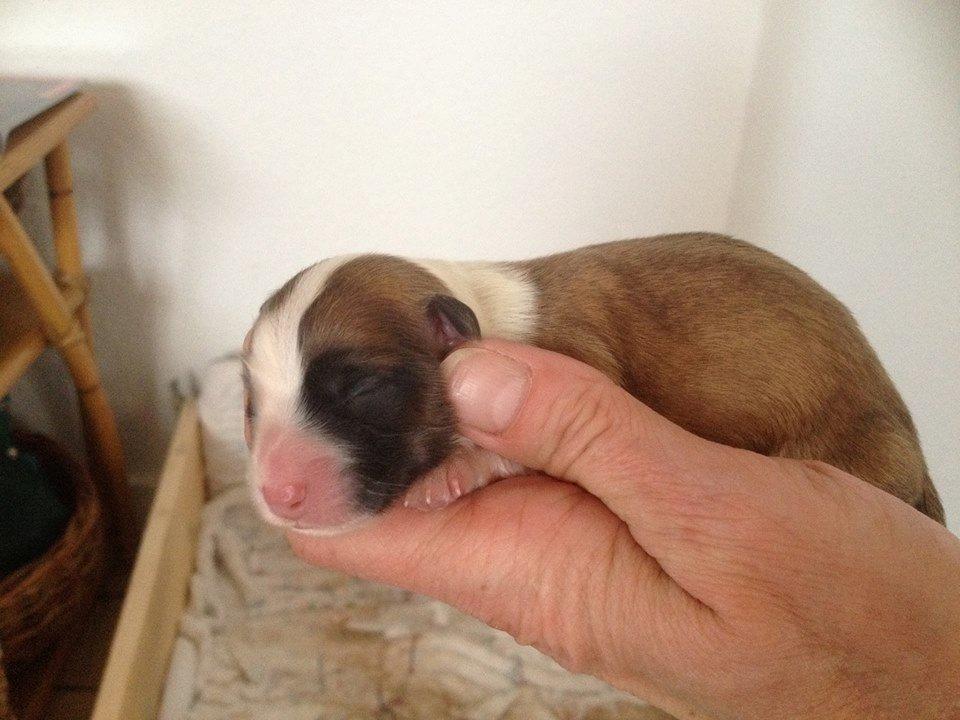 Blanding af racer Lexi billede 1