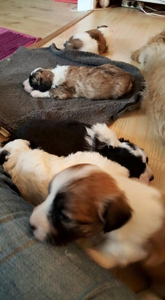 Blanding af racer Lexi billede 2