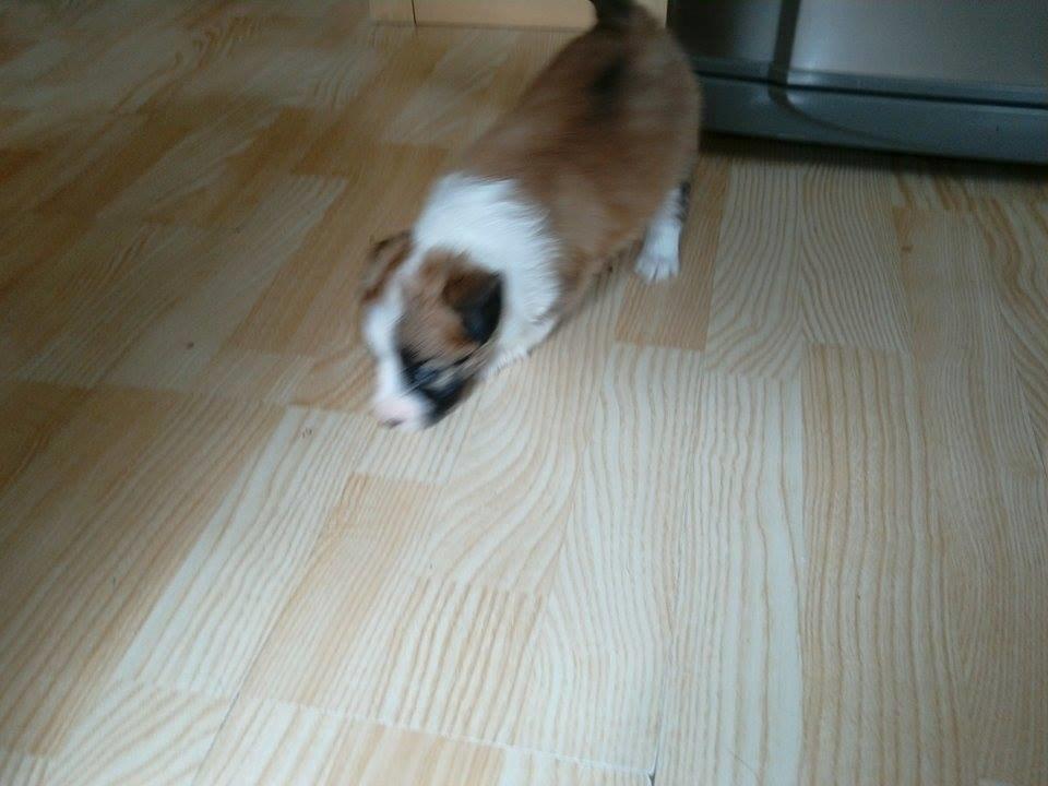 Blanding af racer Lexi billede 3