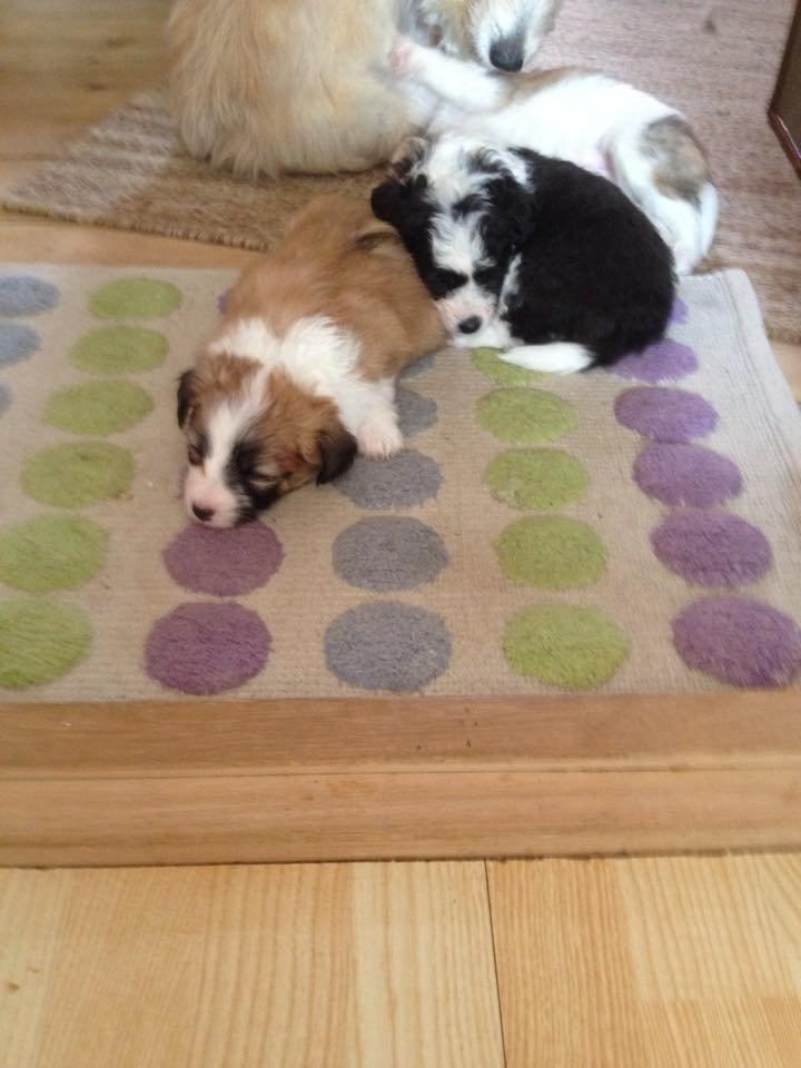 Blanding af racer Lexi billede 4