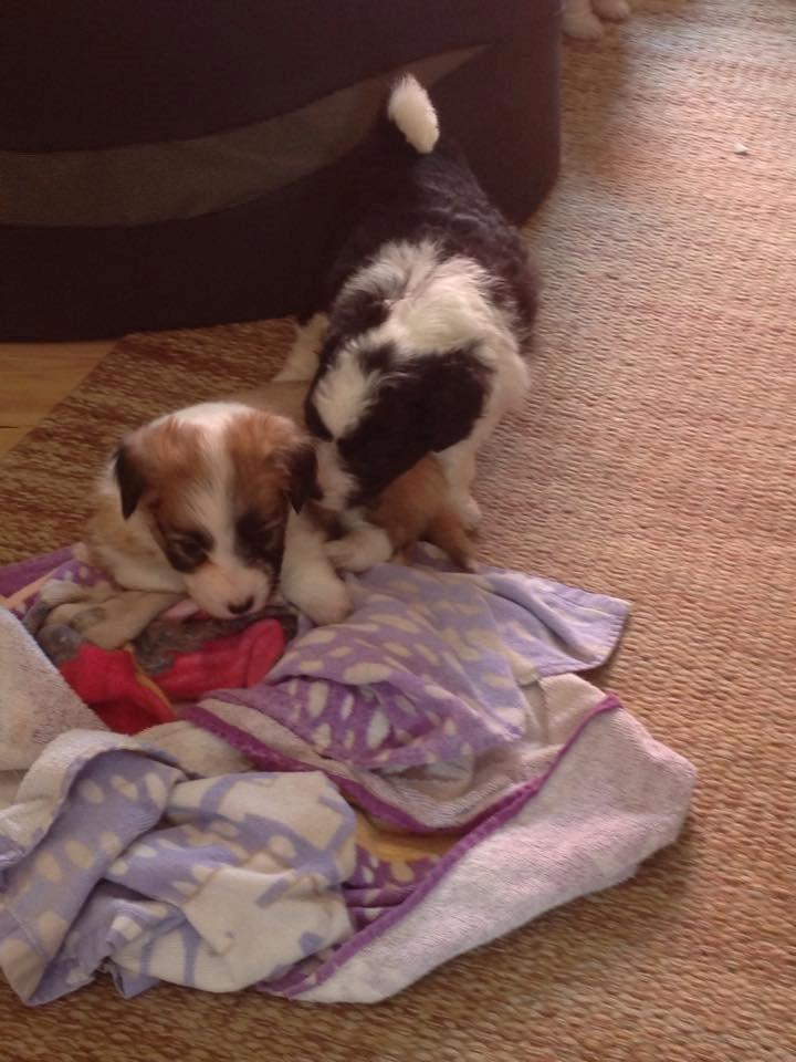 Blanding af racer Lexi billede 5