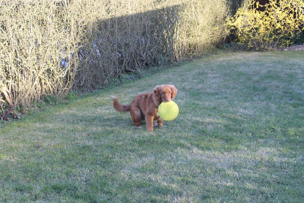 Nova scotia duck tolling retriever Marley - Her havde vi haft Marley i en uges tid. "Jeg skal lige tisse, inden jeg kan lege videre". (start april 15) billede 2