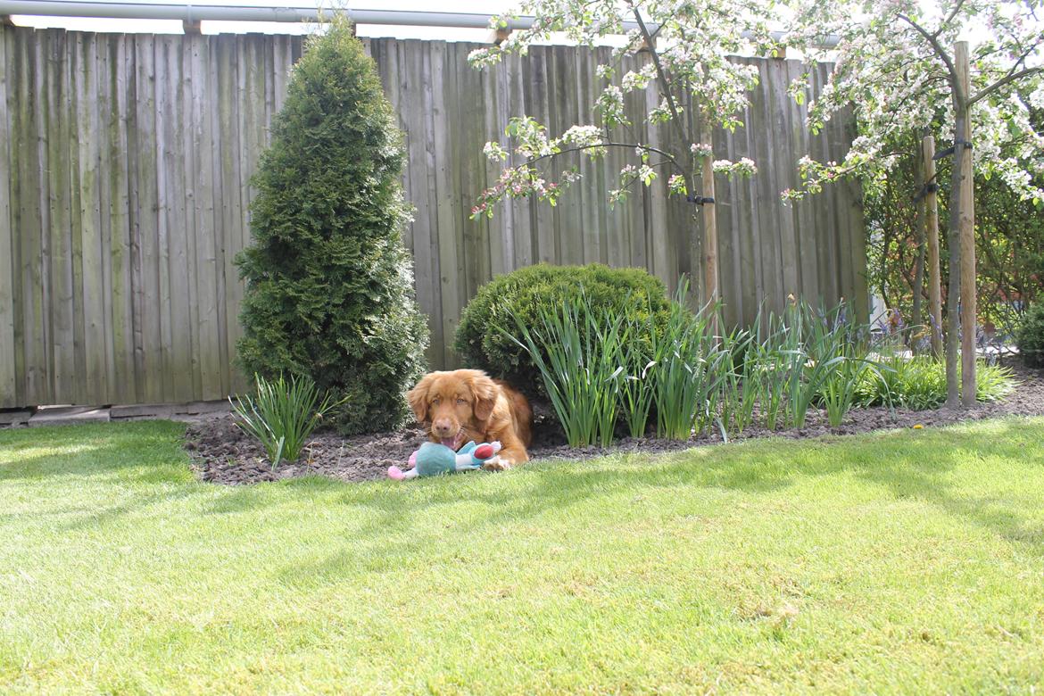 Nova scotia duck tolling retriever Marley - Marley med sin ynglings bamse, Totti. ;-) billede 13