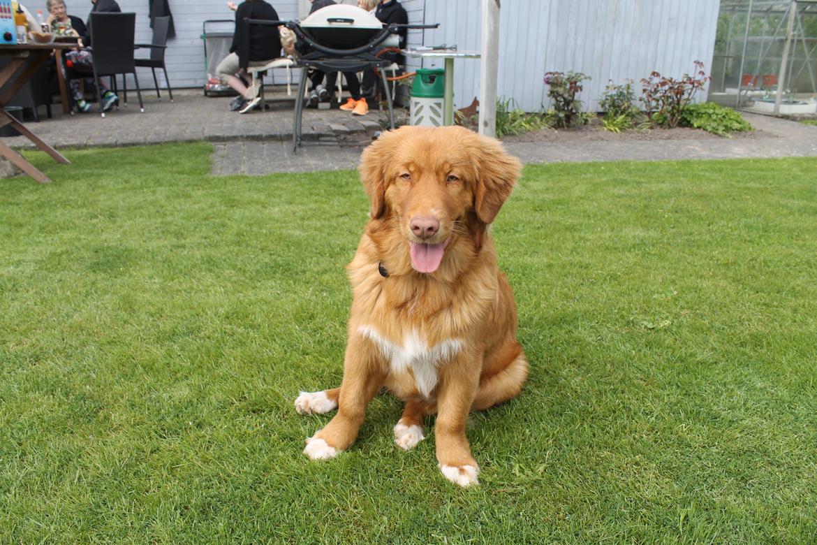 Nova scotia duck tolling retriever Marley - På besøg hos sin mormor, hvor der var mange gæster at hilse på :-) billede 11