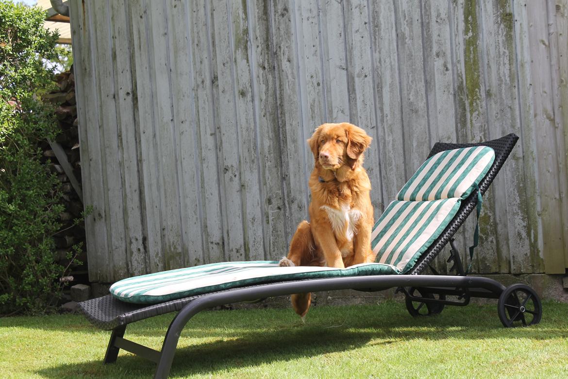 Nova scotia duck tolling retriever Marley - Sidder behageligt på liggestolen. billede 14