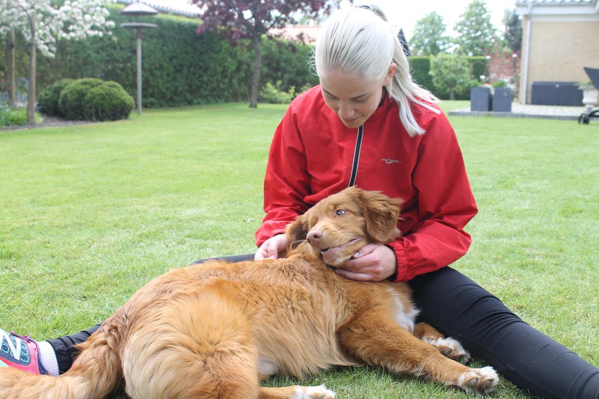 Nova scotia duck tolling retriever Marley - Ej, det er bedre at blive nusset :-) billede 17