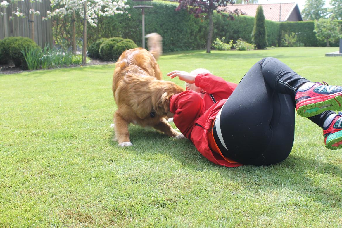 Nova scotia duck tolling retriever Marley - Marley vinder ;-) billede 16