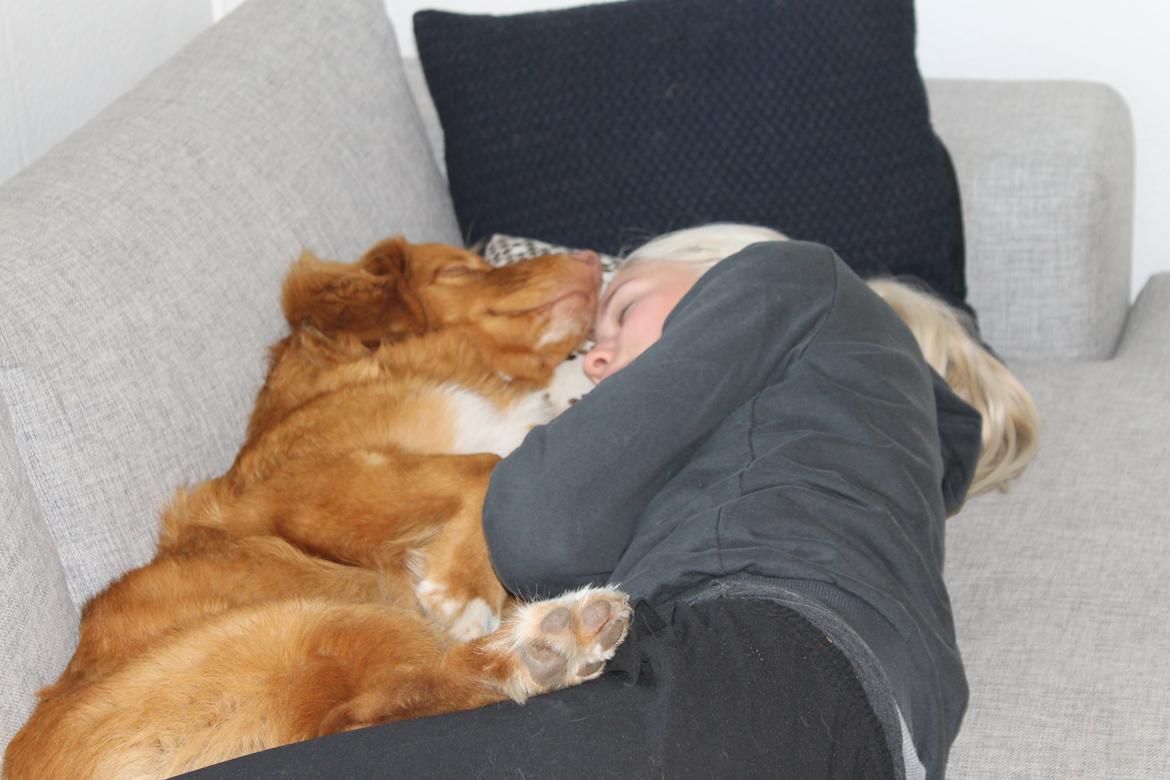 Nova scotia duck tolling retriever Marley - En lille middagslur på sofaen. billede 18