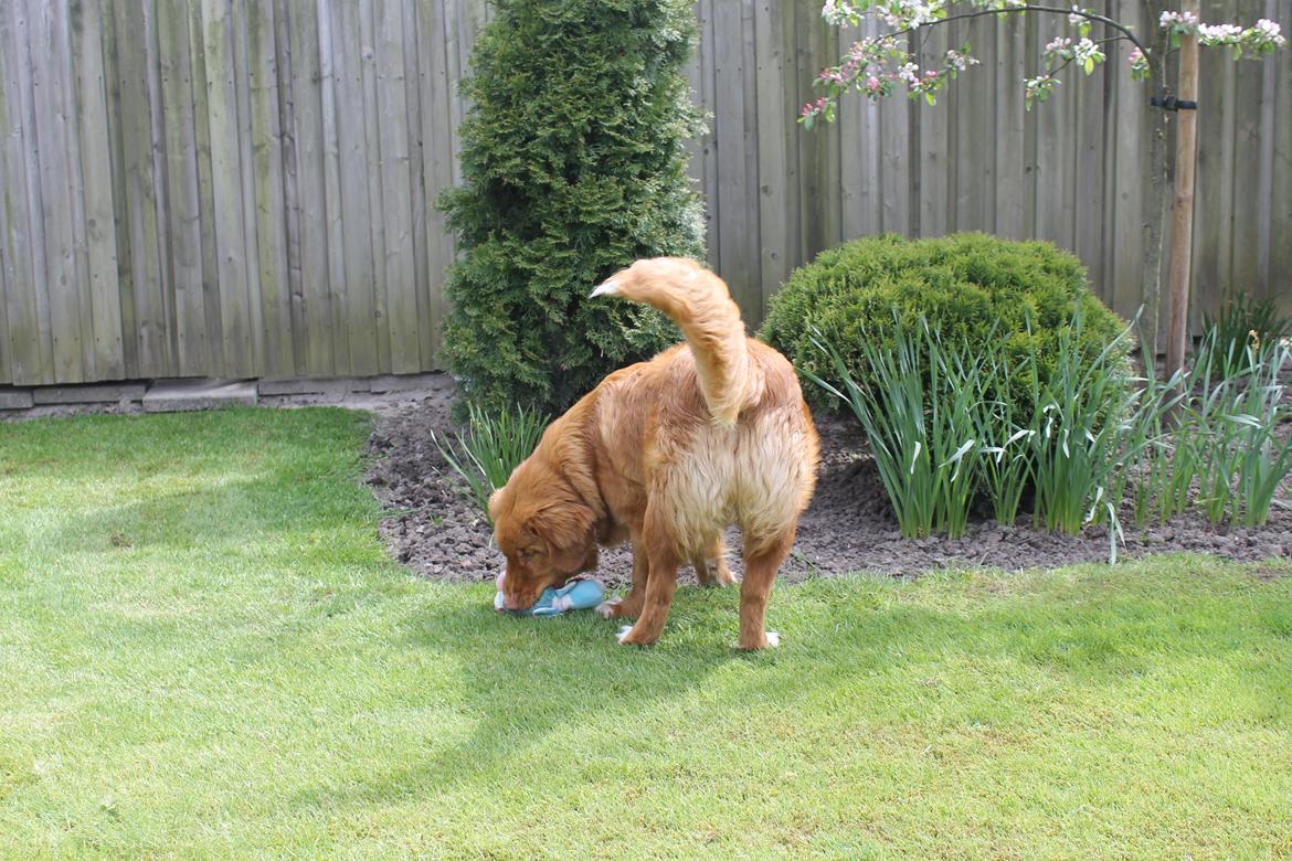 Nova scotia duck tolling retriever Marley - Lidt leg. billede 12