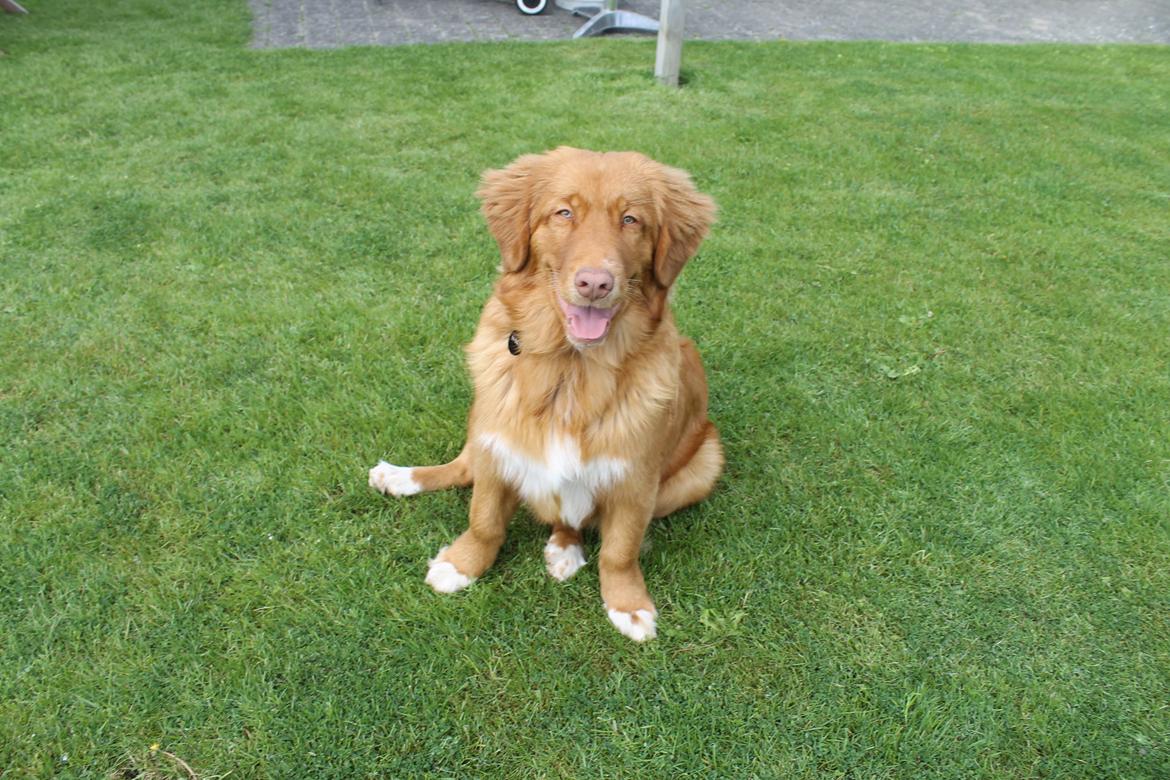 Nova scotia duck tolling retriever Marley - Marley er altid i dejligt humør :-) billede 10
