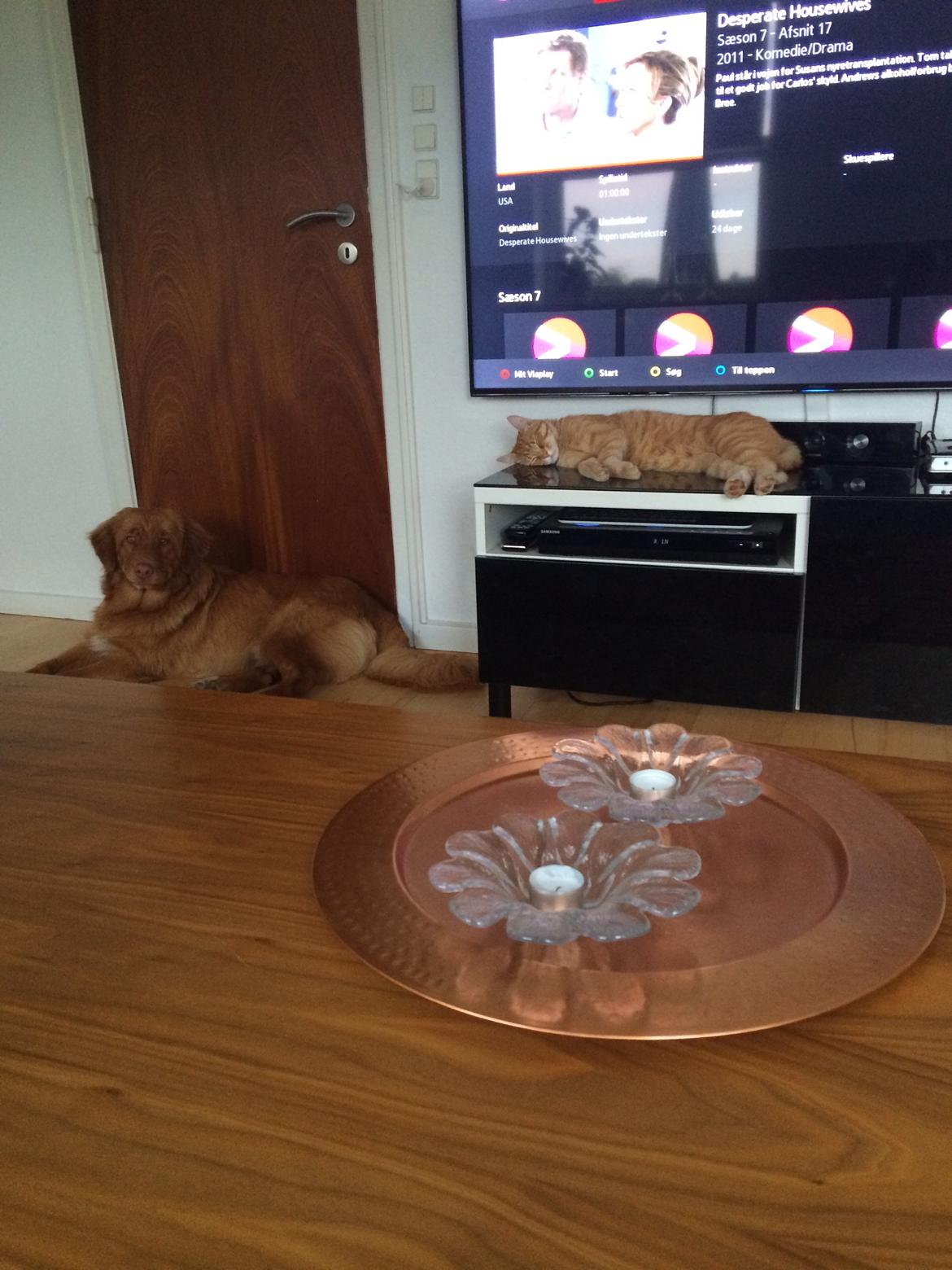 Nova scotia duck tolling retriever Marley - Marley & Theodore hygger. billede 20