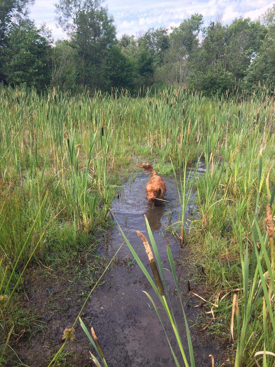 Nova scotia duck tolling retriever Marley - Marley apporterer i søen. billede 21