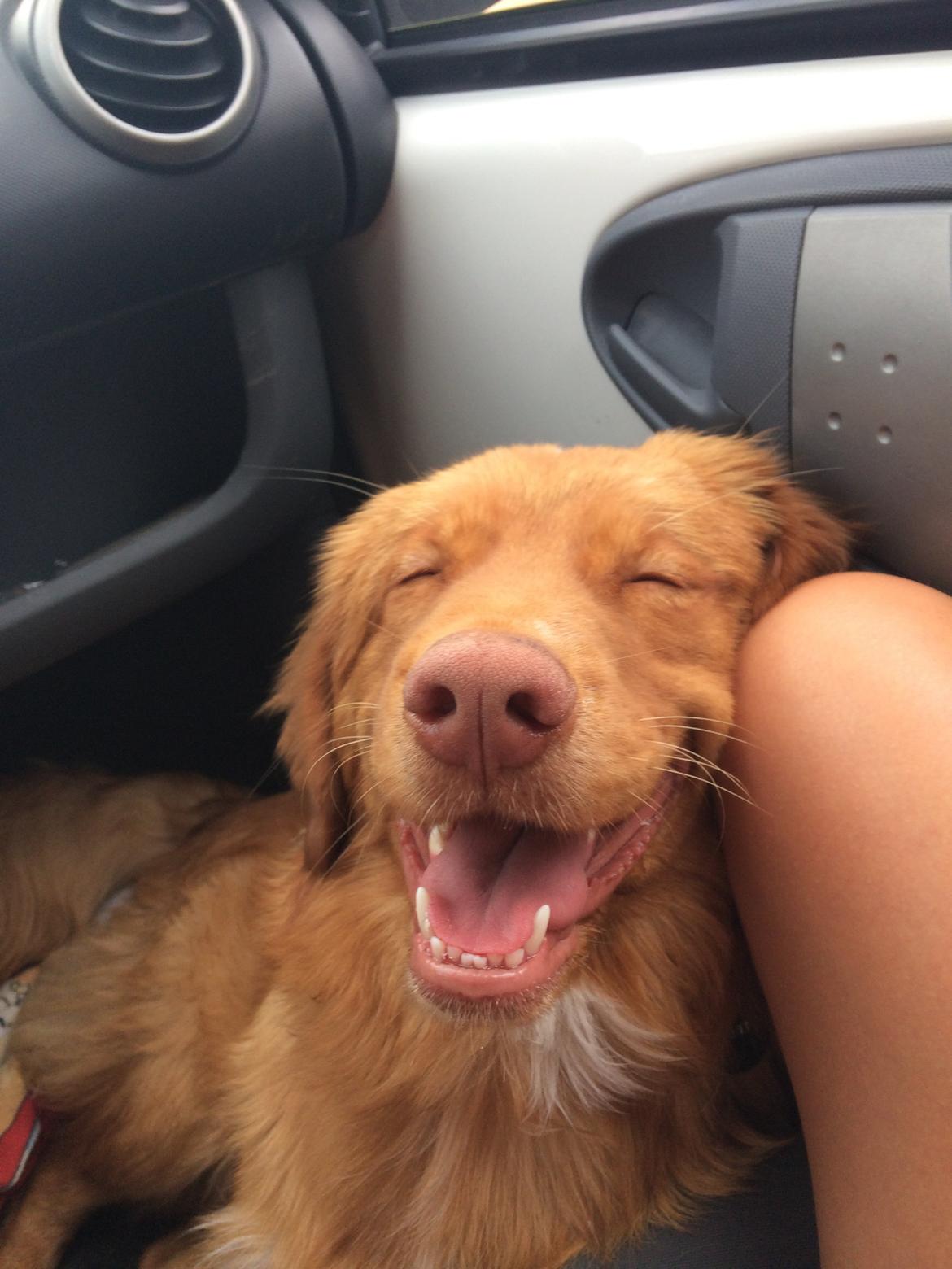 Nova scotia duck tolling retriever Marley - En køretur i bilen.  billede 22
