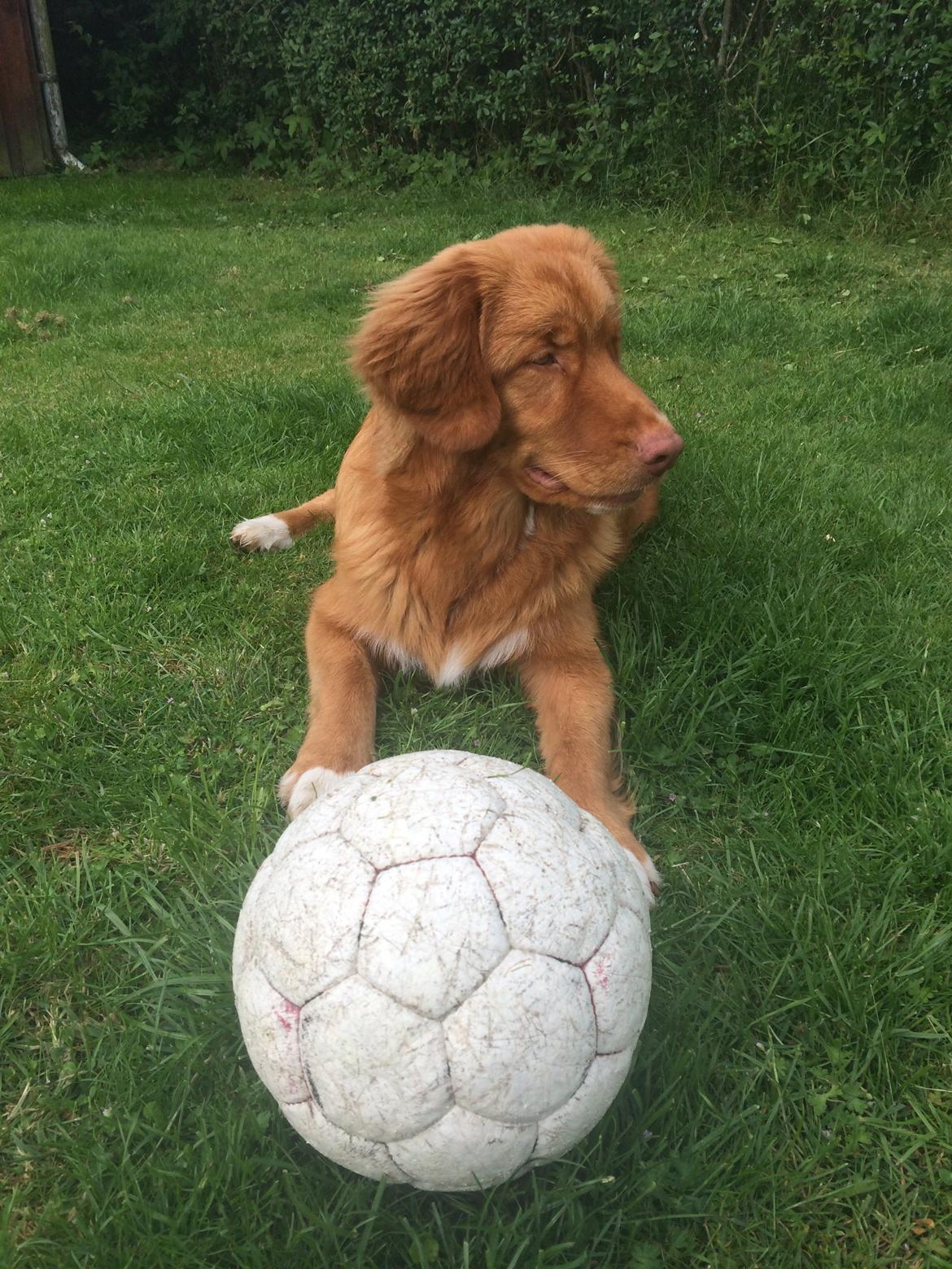 Nova scotia duck tolling retriever Marley - Glad for at spille fodbold :-) billede 23