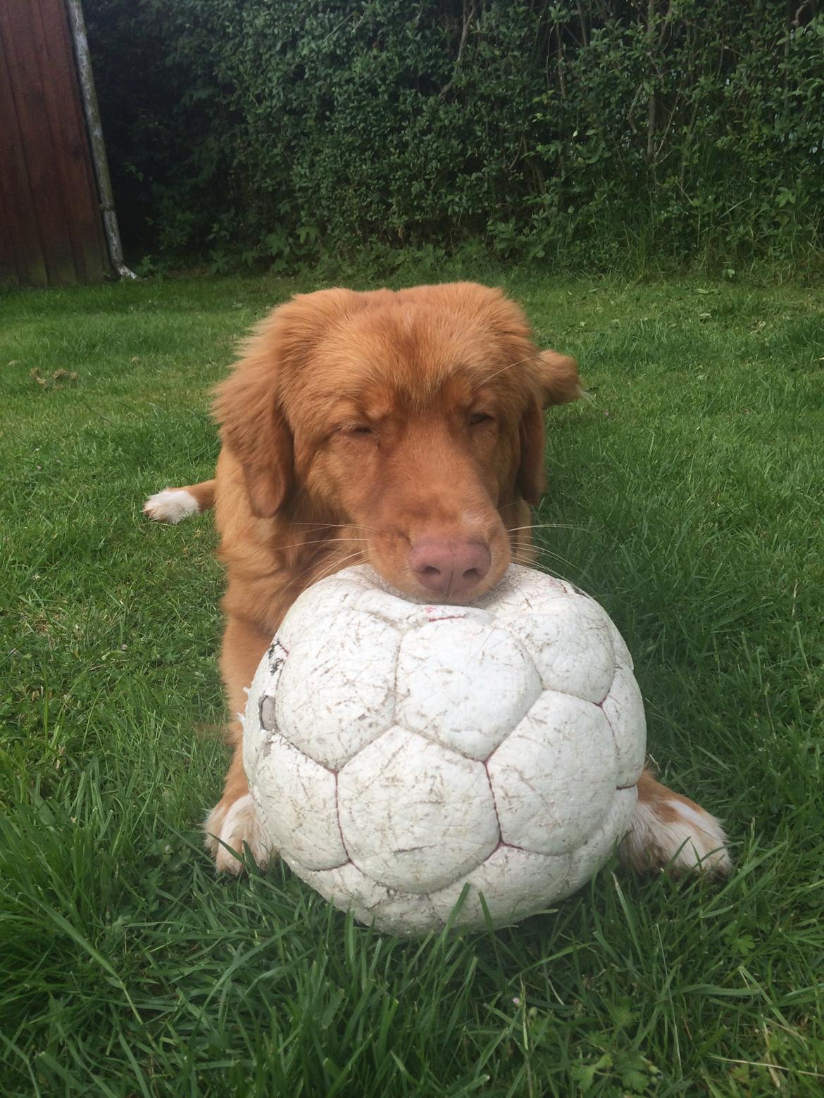 Nova scotia duck tolling retriever Marley - & så smager den godt, ej at forglemme. ;-) billede 24
