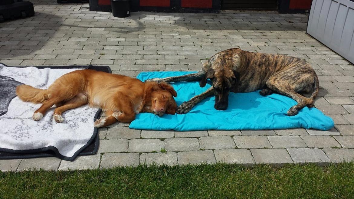 Nova scotia duck tolling retriever Marley - Nyder sommeren med moster Karla. billede 25