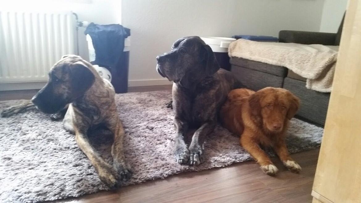 Nova scotia duck tolling retriever Marley - Sammen med moster Karla & onkel Dolph. billede 26