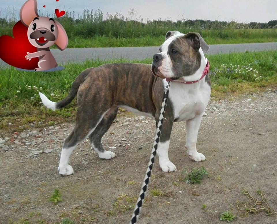 Olde english bulldogge DiamondBulls Anastasia aka "Åse" - 7½  mdr billede 3