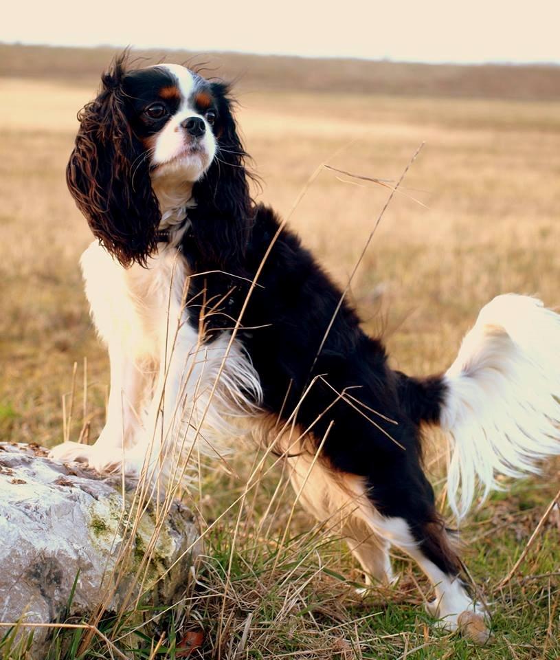 Cavalier king charles spaniel Aya - Aya i aftensolen <3  billede 5