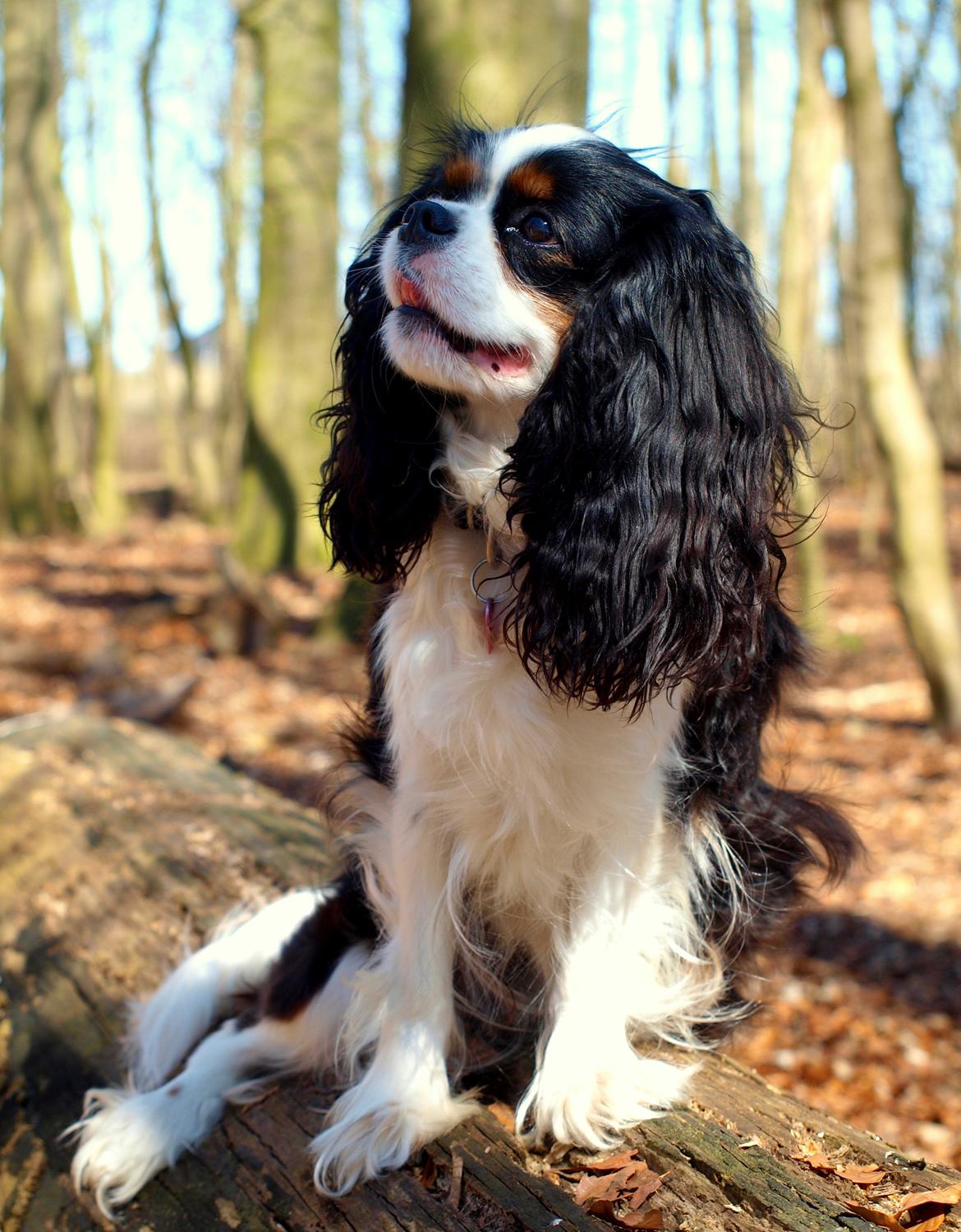 Cavalier king charles spaniel Aya - Aya på skovtur  billede 45