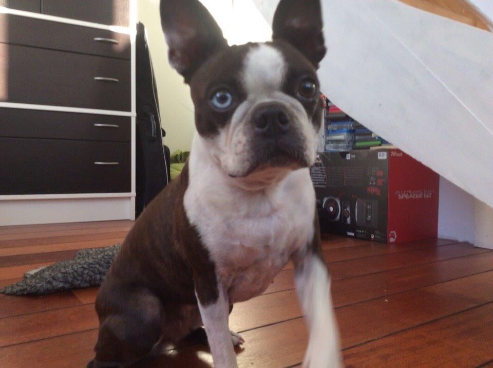 Boston terrier Aibo billede 1
