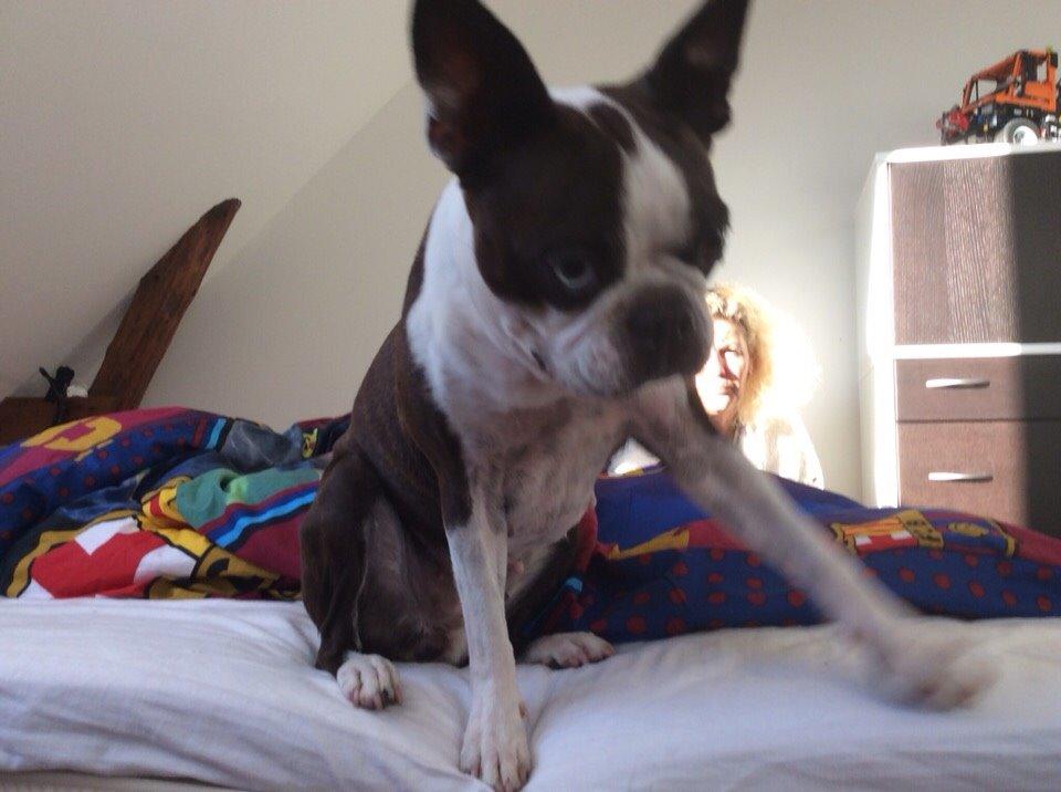 Boston terrier Aibo billede 2