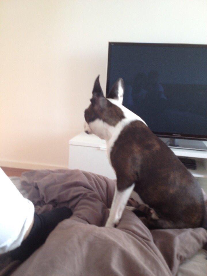 Boston terrier Aibo billede 3