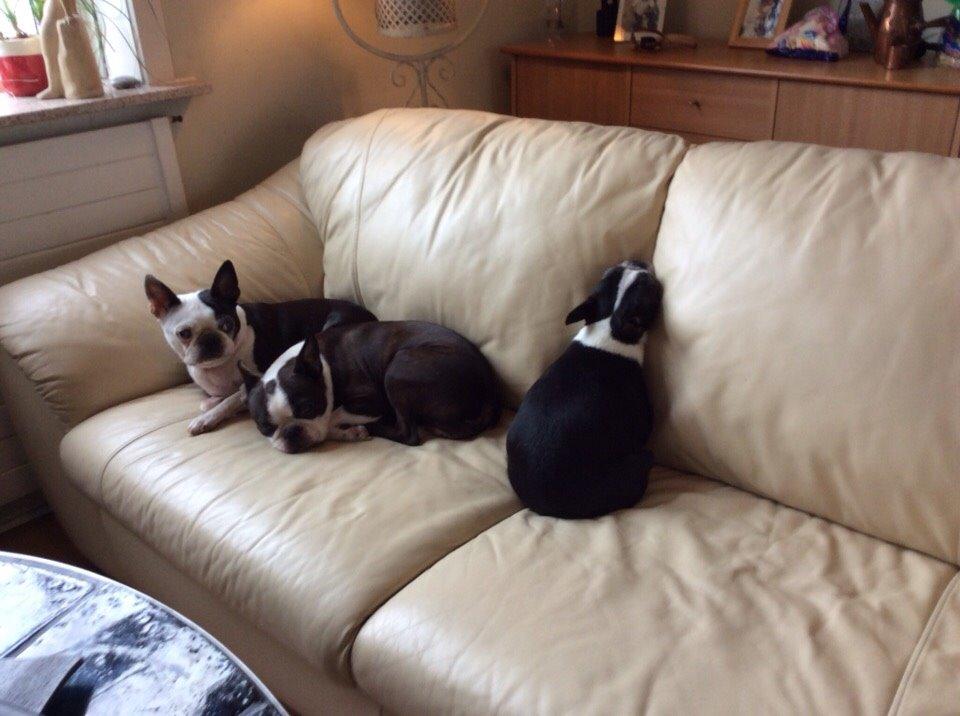 Boston terrier Aibo billede 4