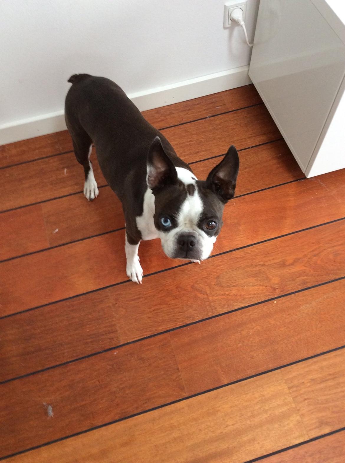 Boston terrier Aibo billede 5