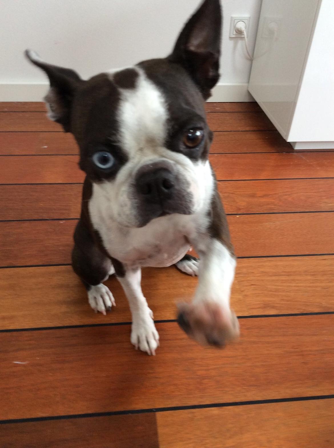 Boston terrier Aibo billede 6