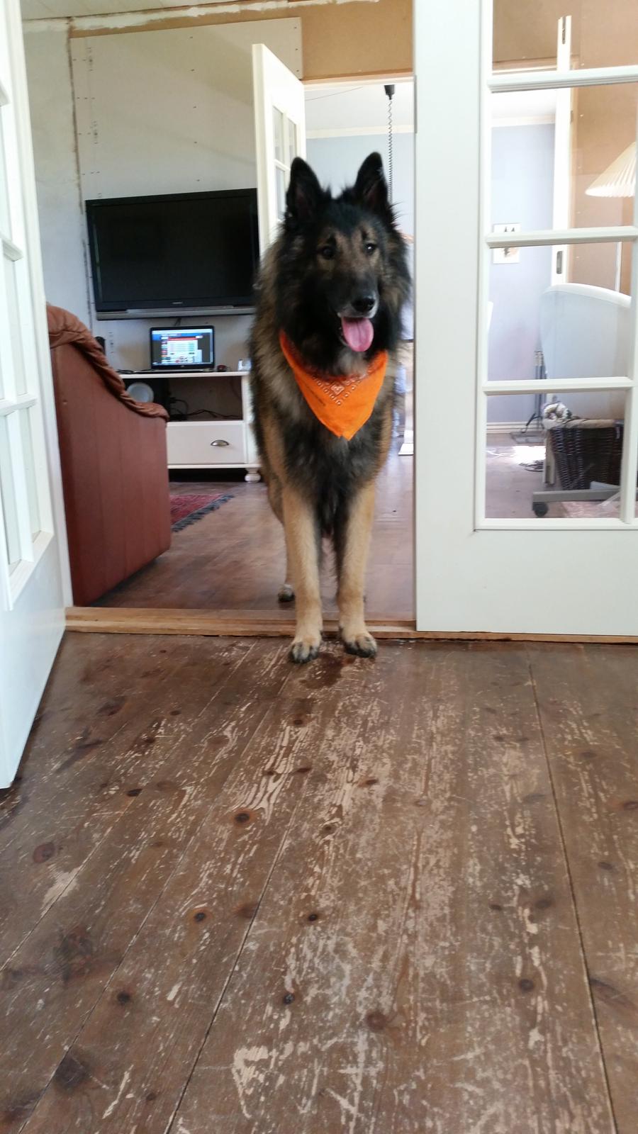 Tervueren Aabos Daniel, Monty billede 18